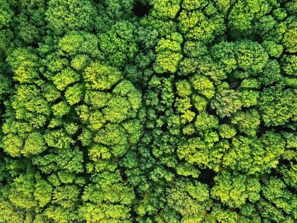 forest of green trees from above