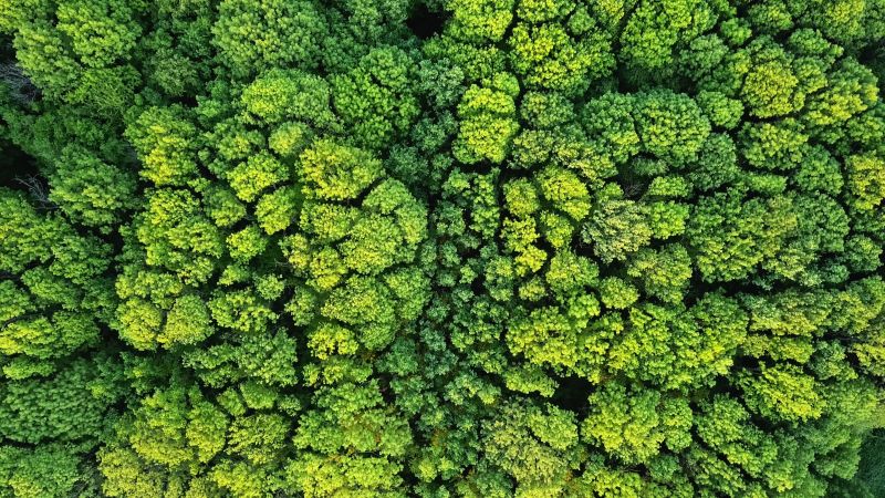 forest of green trees from above