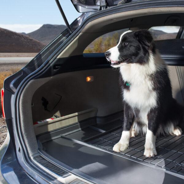 A dpg in the car boot sitting on a boot tray