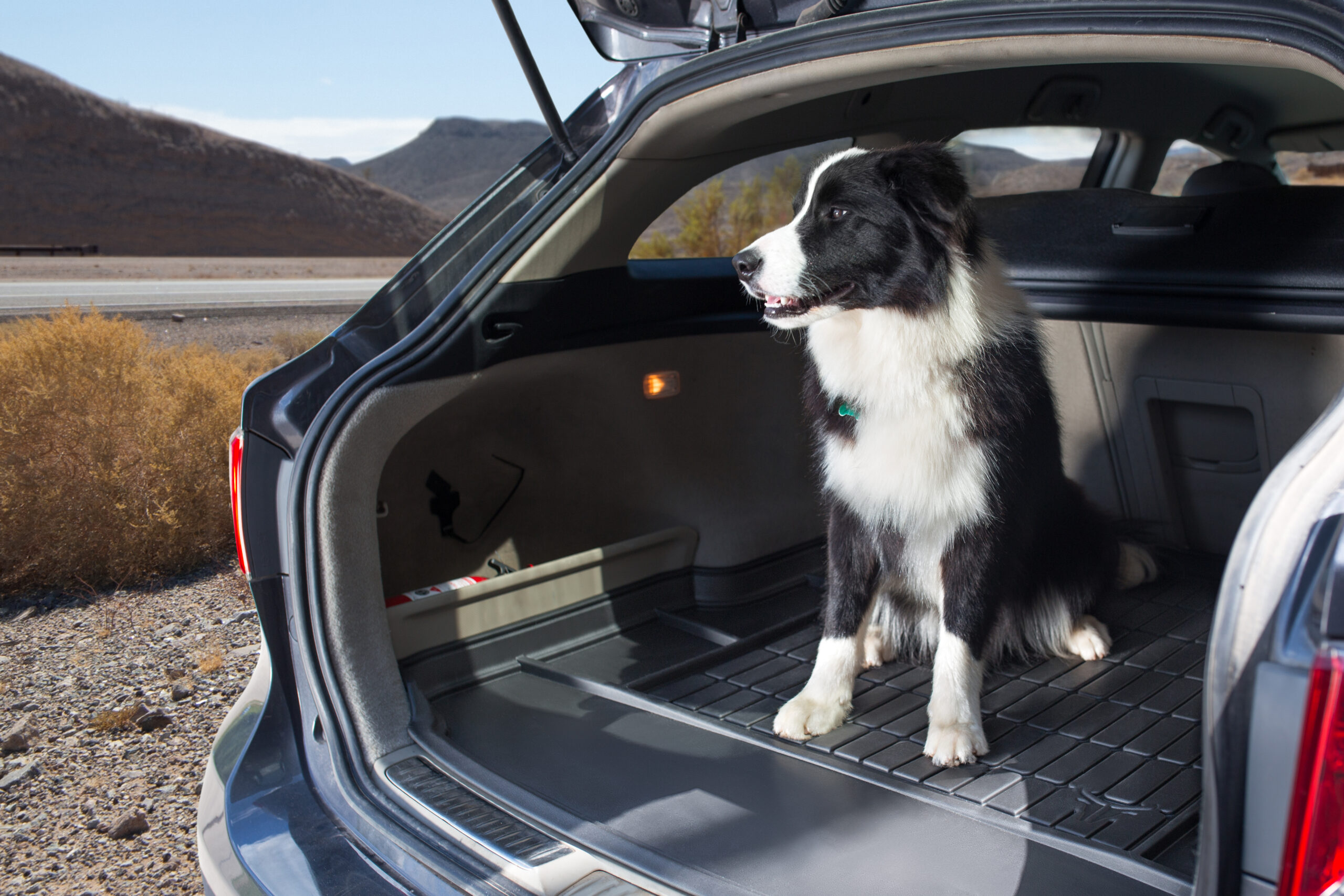 A dpg in the car boot sitting on a boot tray